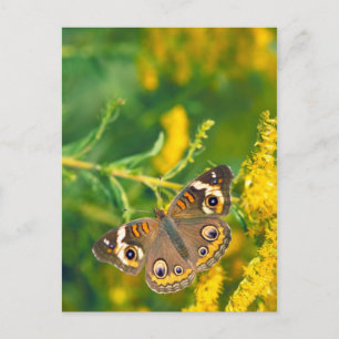 Schmetterling aus dem Schmetterlingspferd aus Miss Postkarte