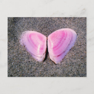 Schmetterling aus Muscheln Postkarte