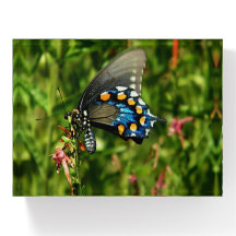 Schmetterling aus Pipevine Frack