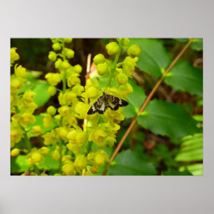 Schmetterling aus Redwood und Wildblumen der Orego Poster