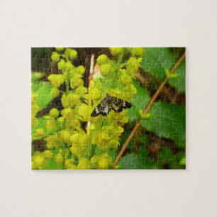 Schmetterling aus Redwood und wilde Oregon-Trauben