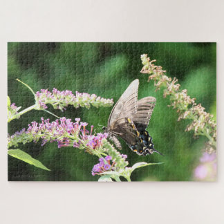 Schmetterling aus schwarzem Frack