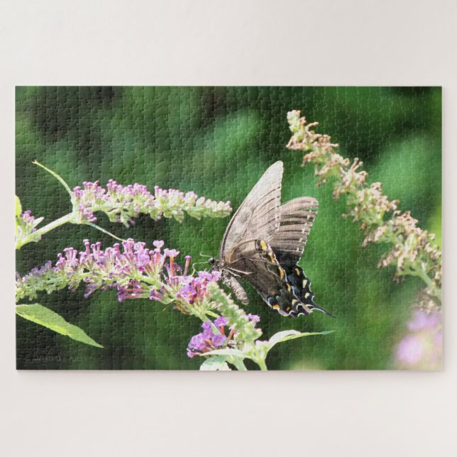 Schmetterling aus schwarzem Frack (Horizontal)