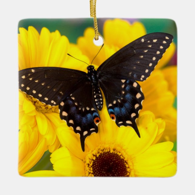 Schmetterling aus schwarzem Frack Keramikornament (Vorderseite)
