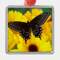 Schmetterling aus schwarzem Frack