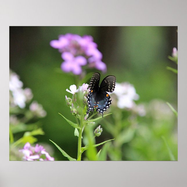 Schmetterling aus schwarzem Frack Poster (Vorne)