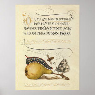 Schmetterling Biene Frucht Insekt Illustration Poster