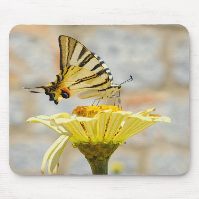 Schmetterling, Blume, Natur Mousepad (Vorne)