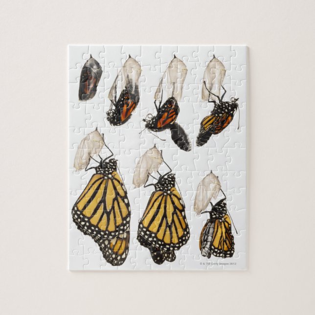 Schmetterling, der aus dem Kokon hervorgeht (Vertikal)