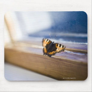 Schmetterling, der versucht hinauszugehen, mousepad