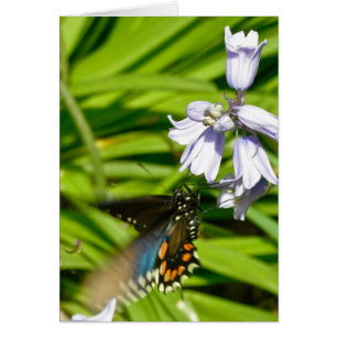 Schmetterling des Spicebush Swallowtail auf Hyazin