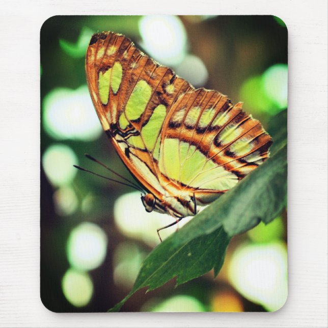 Schmetterling die Natur beobachten Mousepad (Vorne)