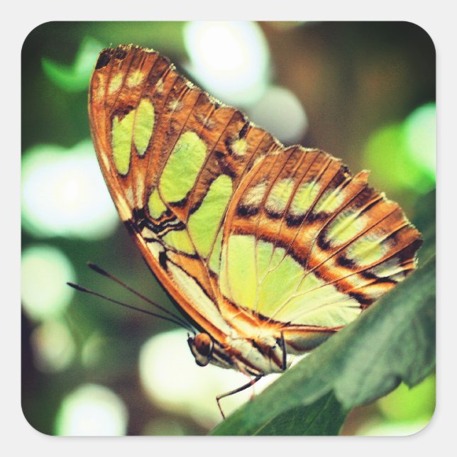 Schmetterling die Natur beobachten Quadratischer Aufkleber (Vorderseite)