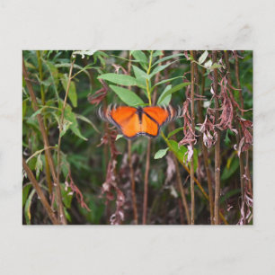 Schmetterling flattert in Schilf Postkarte