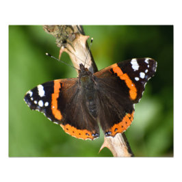 Schmetterling Fotodruck