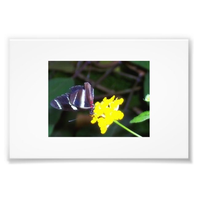 Schmetterling Fotodruck (Vorne)
