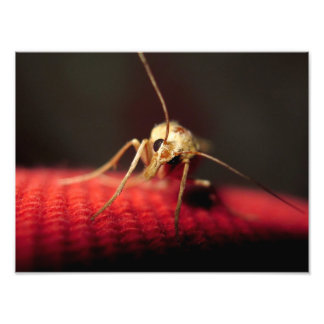 Schmetterling Fotodruck