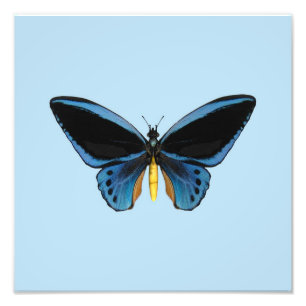 Schmetterling Fotodruck