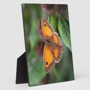 Schmetterling Fotoplatte