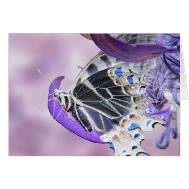 Schmetterling geändert (Vorderseite (Horizontal))