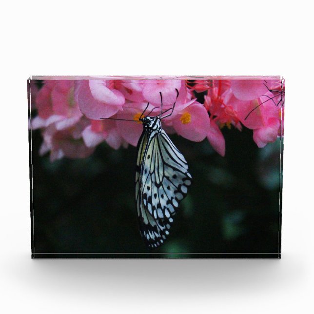 Schmetterling hängt an Blumen Fotoblock (Vorderseite)