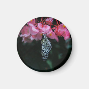 Schmetterling hängt an Blumen Magnet