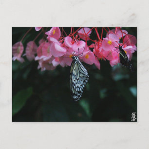 Schmetterling hängt an Blumen Postkarte