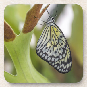 Schmetterling herauf nahe harte PlastikUntersetzer Getränkeuntersetzer
