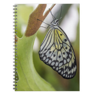 Schmetterling herauf nahes Notizbuch Notizblock