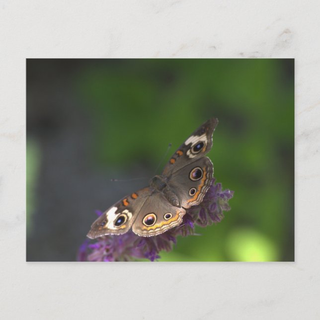 Schmetterling I Postkarte (Vorderseite)