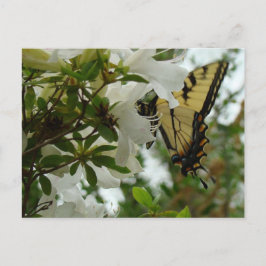 Schmetterling im Frühling Postkarte