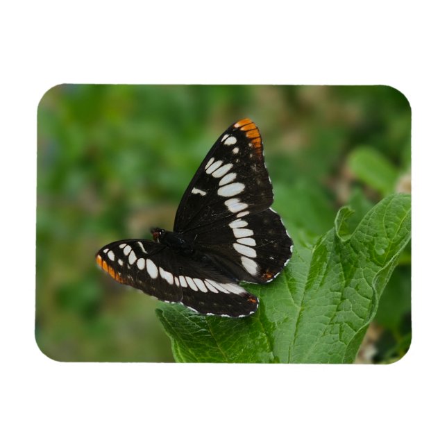 Schmetterling im Snowball-Buschmagnet Magnet (Horizontal)