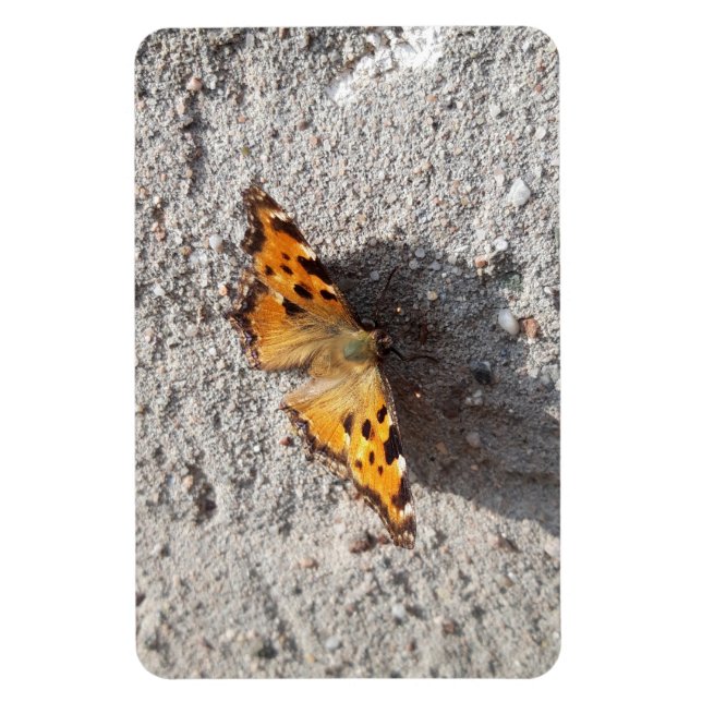 Schmetterling im Sonnenschein Magnet (Vertikal)