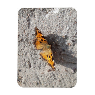 Schmetterling im Sonnenschein Magnet