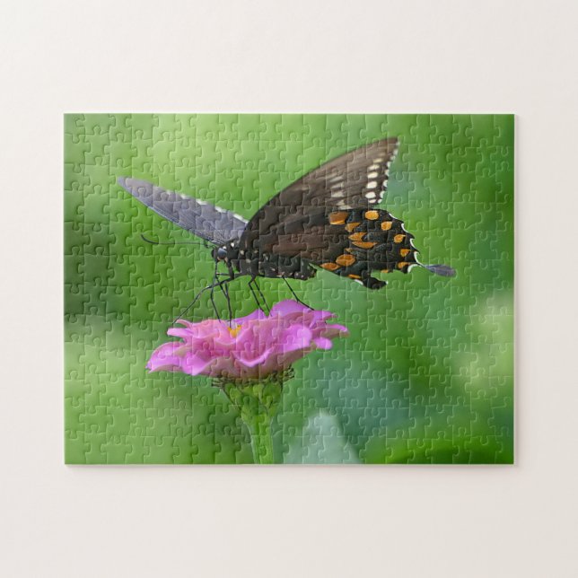 Schmetterling im Zinnia-Puzzle (Horizontal)