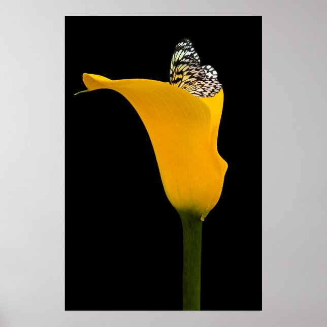 Schmetterling in gelber Lilie auf schwarz Poster (Vorne)