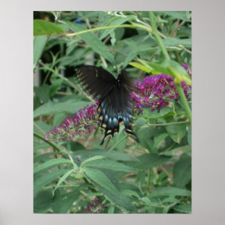 Schmetterling in Motion Poster/Print Borted Poster