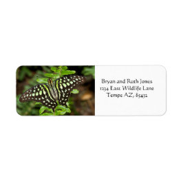 Schmetterling-Jay