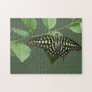 Schmetterling-Jay