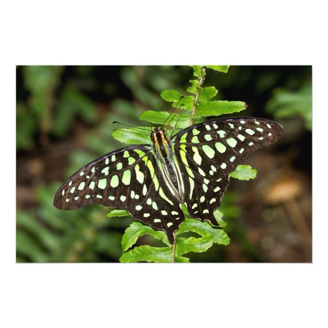 Schmetterling-Jay Fotodruck (Vorne)