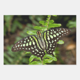 Schmetterling-Jay Geschenkpapier Set