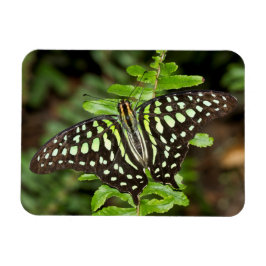 Schmetterling-Jay Magnet
