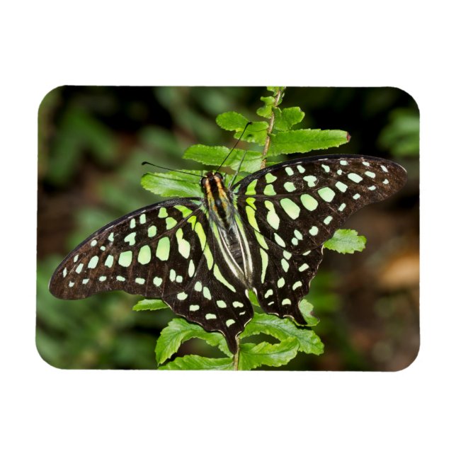 Schmetterling-Jay Magnet (Horizontal)