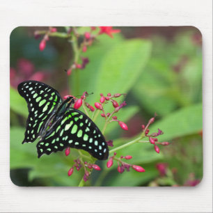 Schmetterling-Jay Mousepad