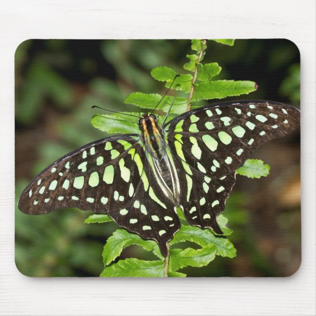 Schmetterling-Jay Mousepad (Vorne)