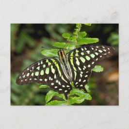 Schmetterling-Jay Postkarte