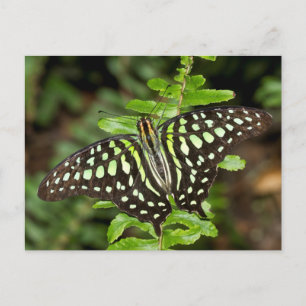 Schmetterling-Jay Postkarte