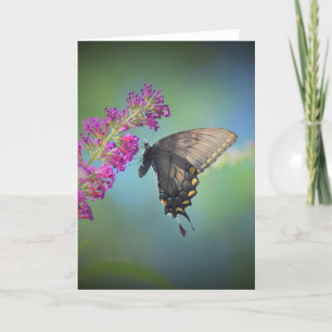Schmetterling, Karte