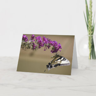 Schmetterling, Karte