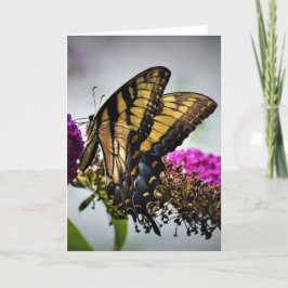 Schmetterling, Karte